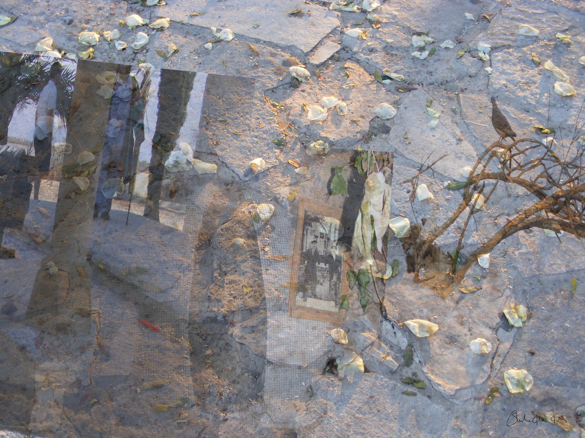 Wedding Petals - Digital Montage by Sheila Giles