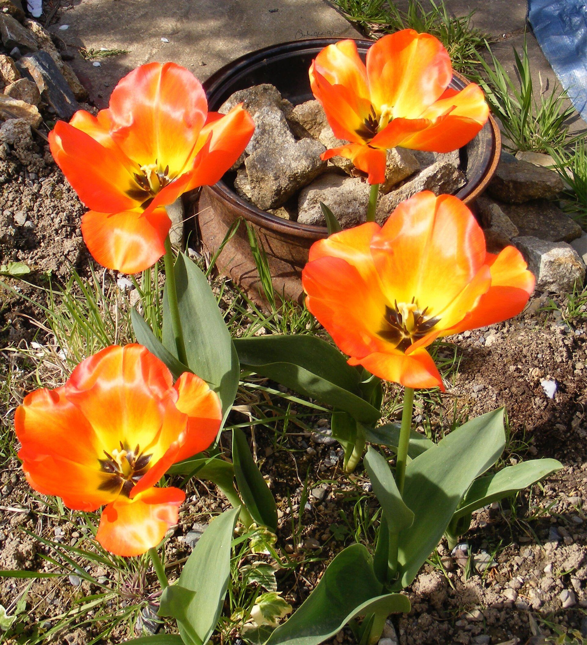 Tulips - Digital Montage by Sheila Giles