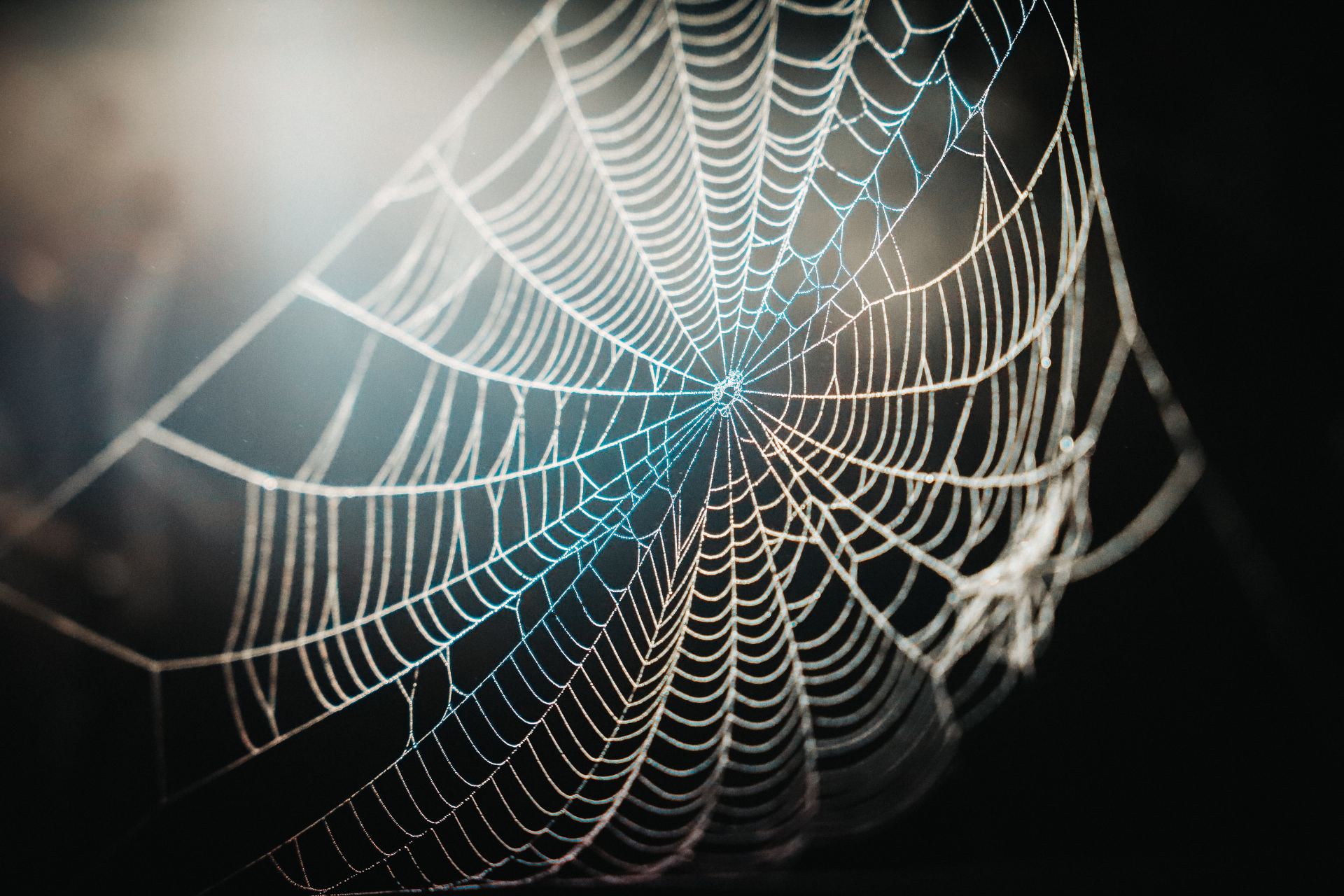 Spiderweb with dew drops, illuminated by light against a dark background.