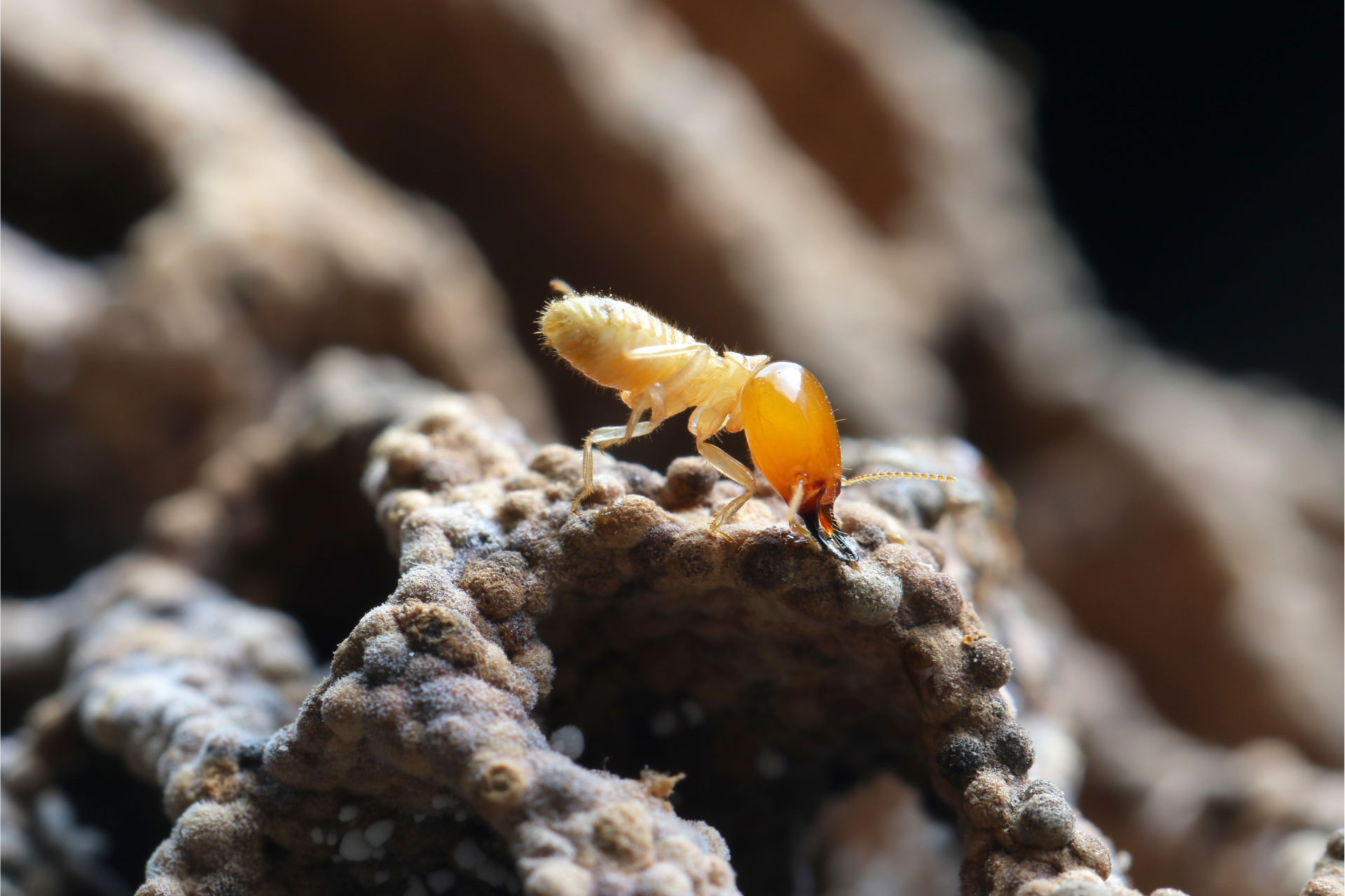 Termite with orange head and body on a rough, brown surface.