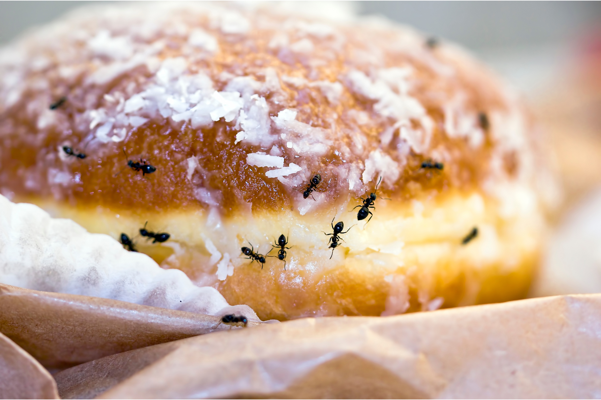 A close up of a donut with ants on it
