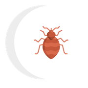 A bed bug is sitting on top of a white crescent moon.
