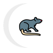 A rat with a long tail is sitting in a crescent moon.