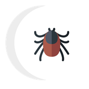 A tick is sitting on a white crescent moon.