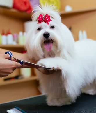 Happy Kitten — Pet Grooming in Hudson, FL Happy Kitten — Pet Grooming in Hudson, FL