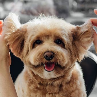 Cute Puppy— Pet Grooming Company in Hudson, FL Cute Puppy — Pet Grooming Company in Hudson, FL