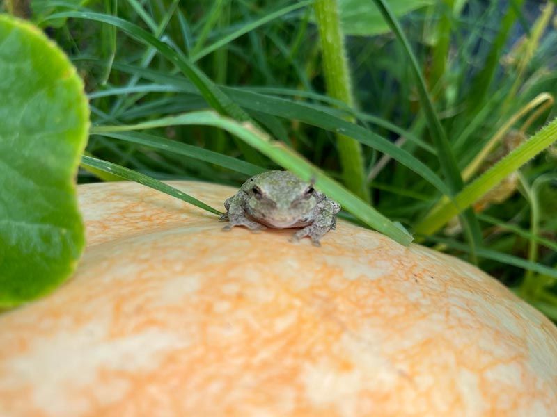 toad sitting on an orange pumpkin