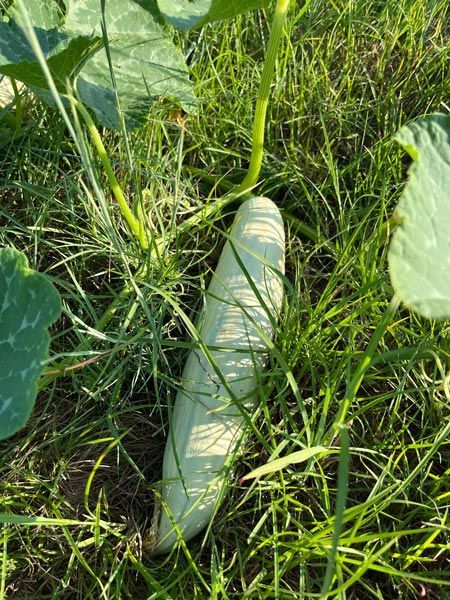 cucumber growing on a vine