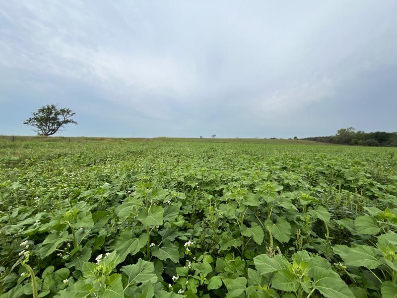 green crops against a blue sky