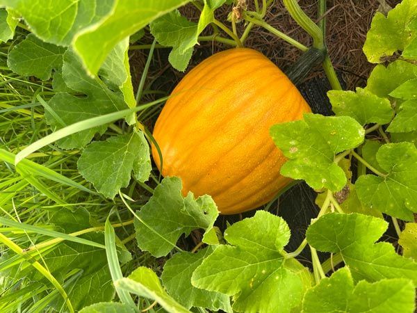 orange pumpkin growing on a vine