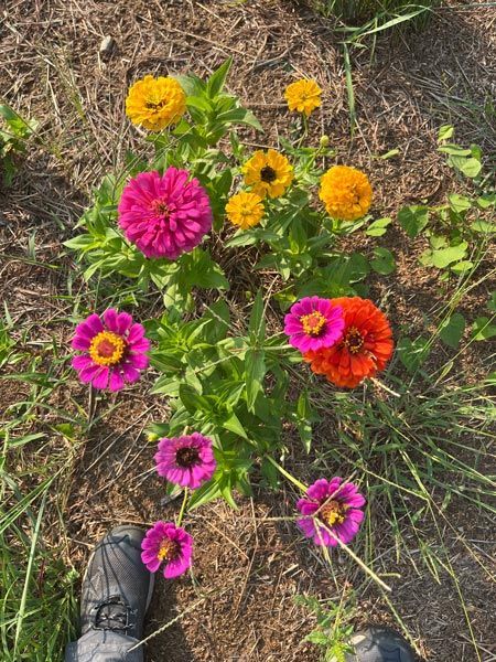 bright purple and yellow flowers