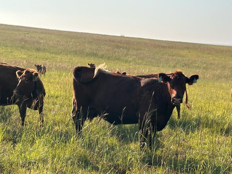 cows in a green field