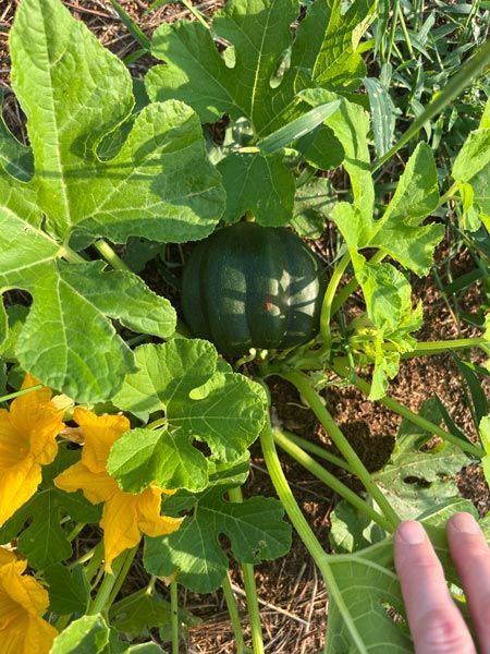 tiny green pumpkin on a vine