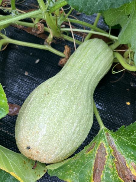 green squash growing on a vine