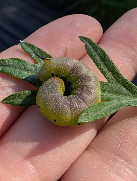 small green and brownish caterpillar curled on a person's hand