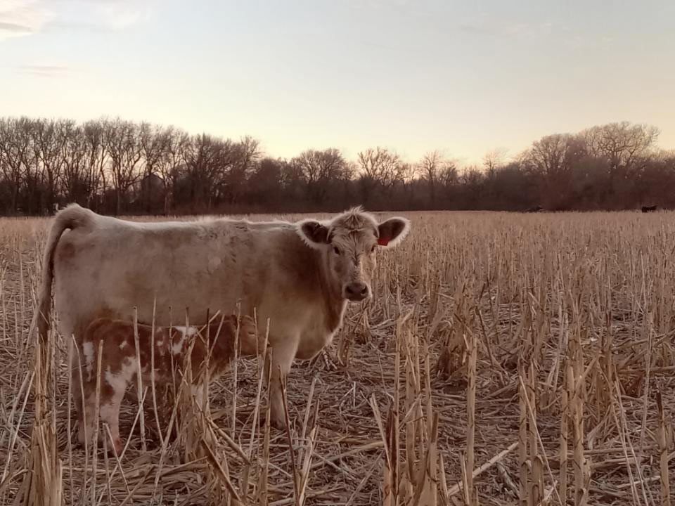 tan colored mama cow with calf in a field