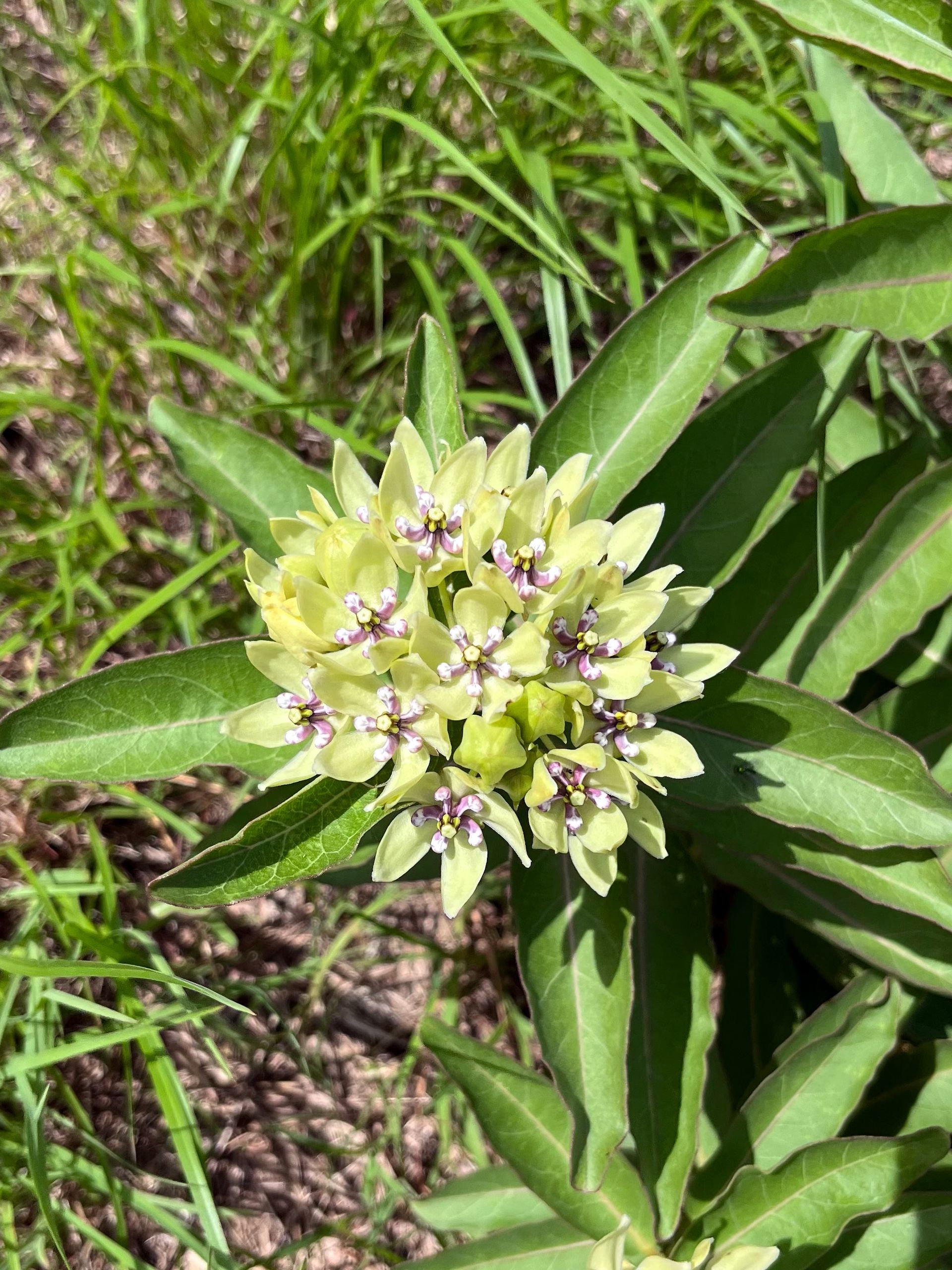 Green milkweed with purple