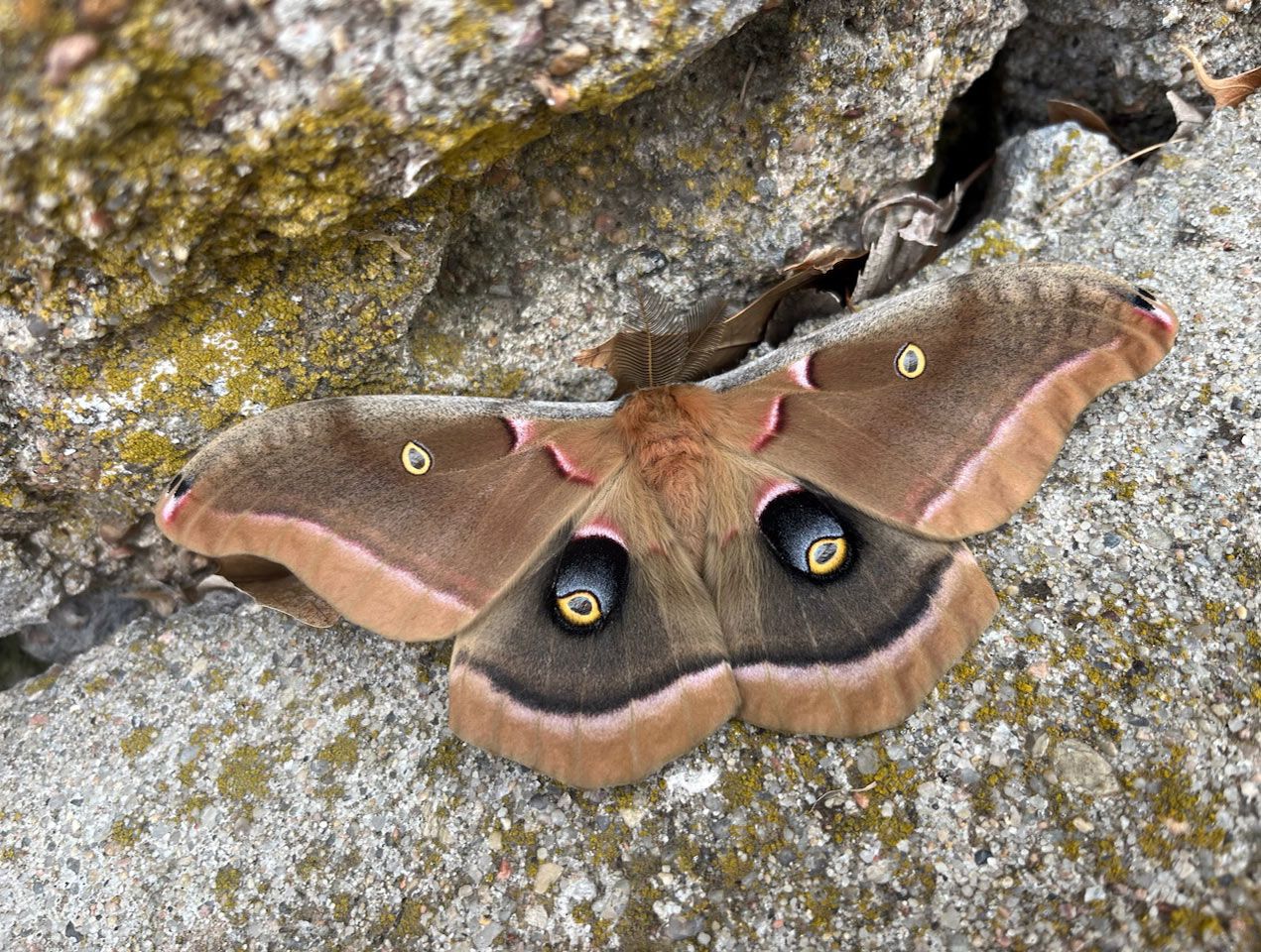 A large Polyphemus moth with its wings spread wide rests on a rough, gray rock covered in spots of yellow-green moss