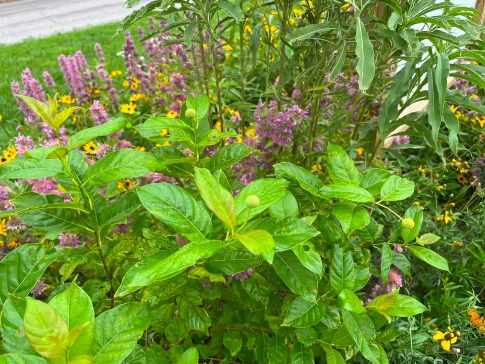 Buttonbush plant in greens and purples
