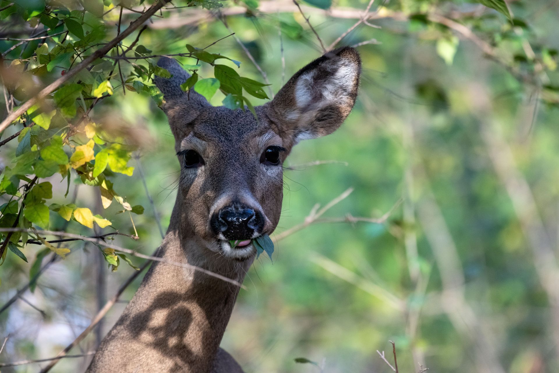 white tail deer partially standing behind foliage