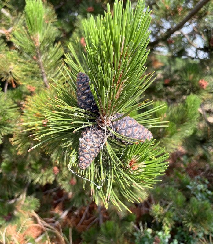 cluster of dark, purplish-brown cones nestled among the dense, stiff needle bundles of a pine tree