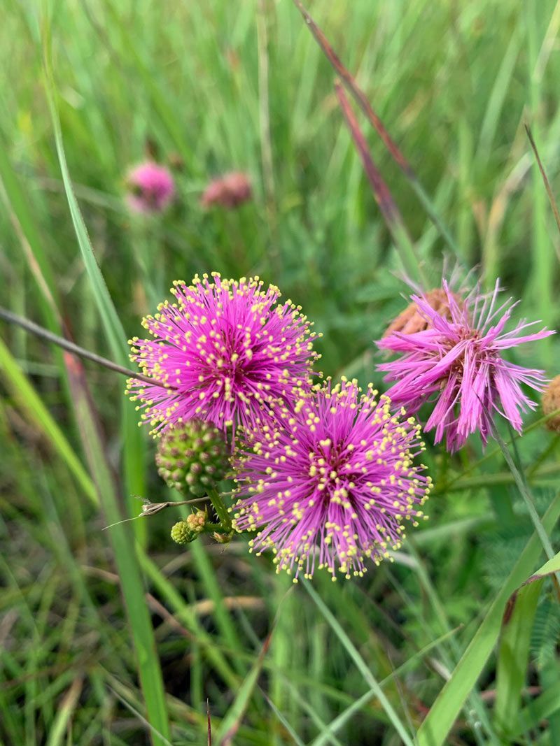 Fluffy, bright pinkish-purple Shameplant