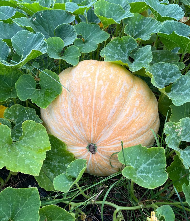 large pumpkin on the vine