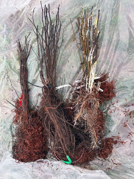 tree and shru
b root bulbs