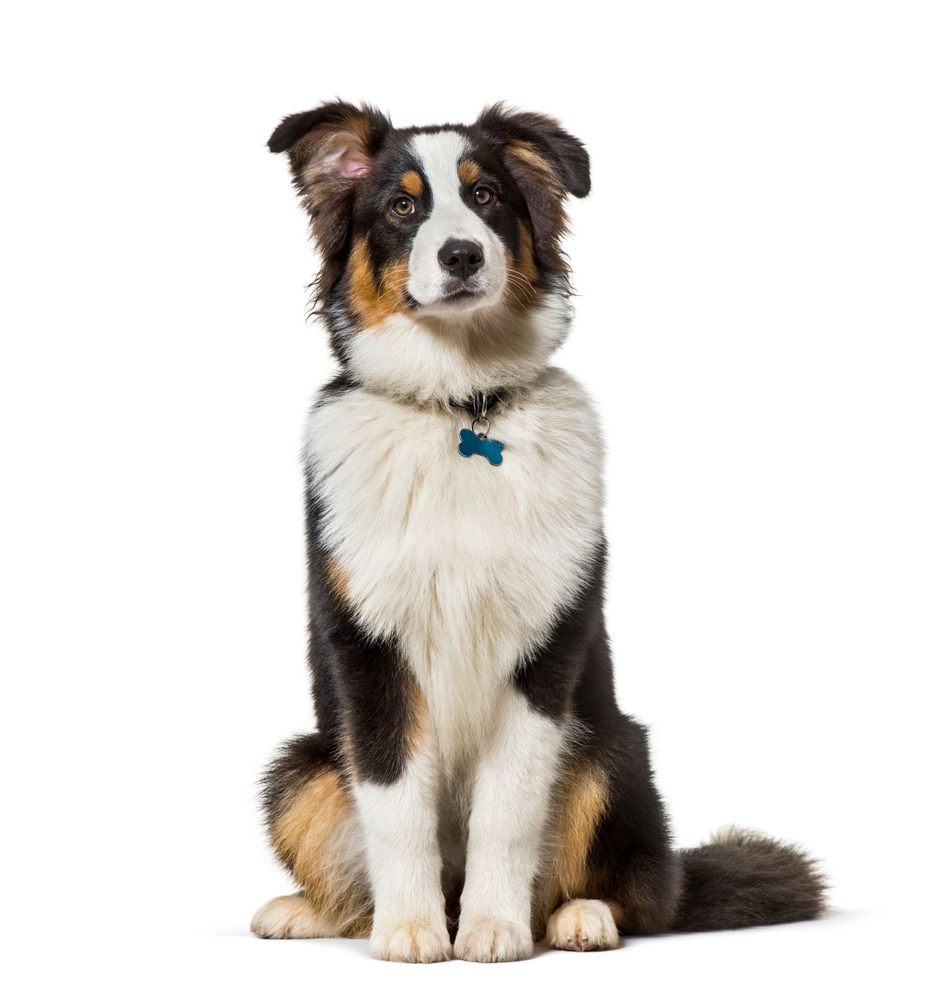 A dog is standing next to a schedule for feeding and exercise.