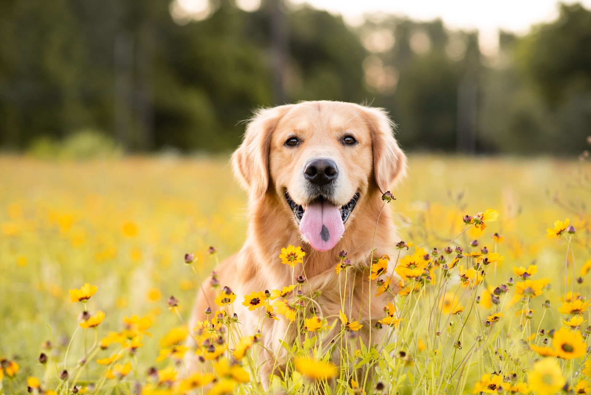 A group of dogs are standing next to each other in a dirt field.
