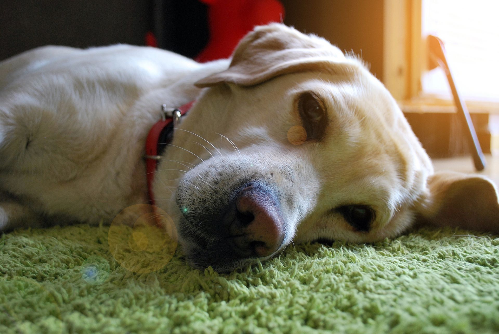A dog with a red collar is laying on a green carpet.