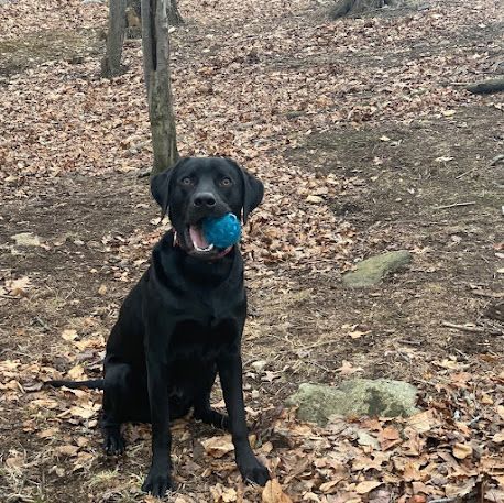 A black dog is sitting in the woods with a blue ball in its mouth.