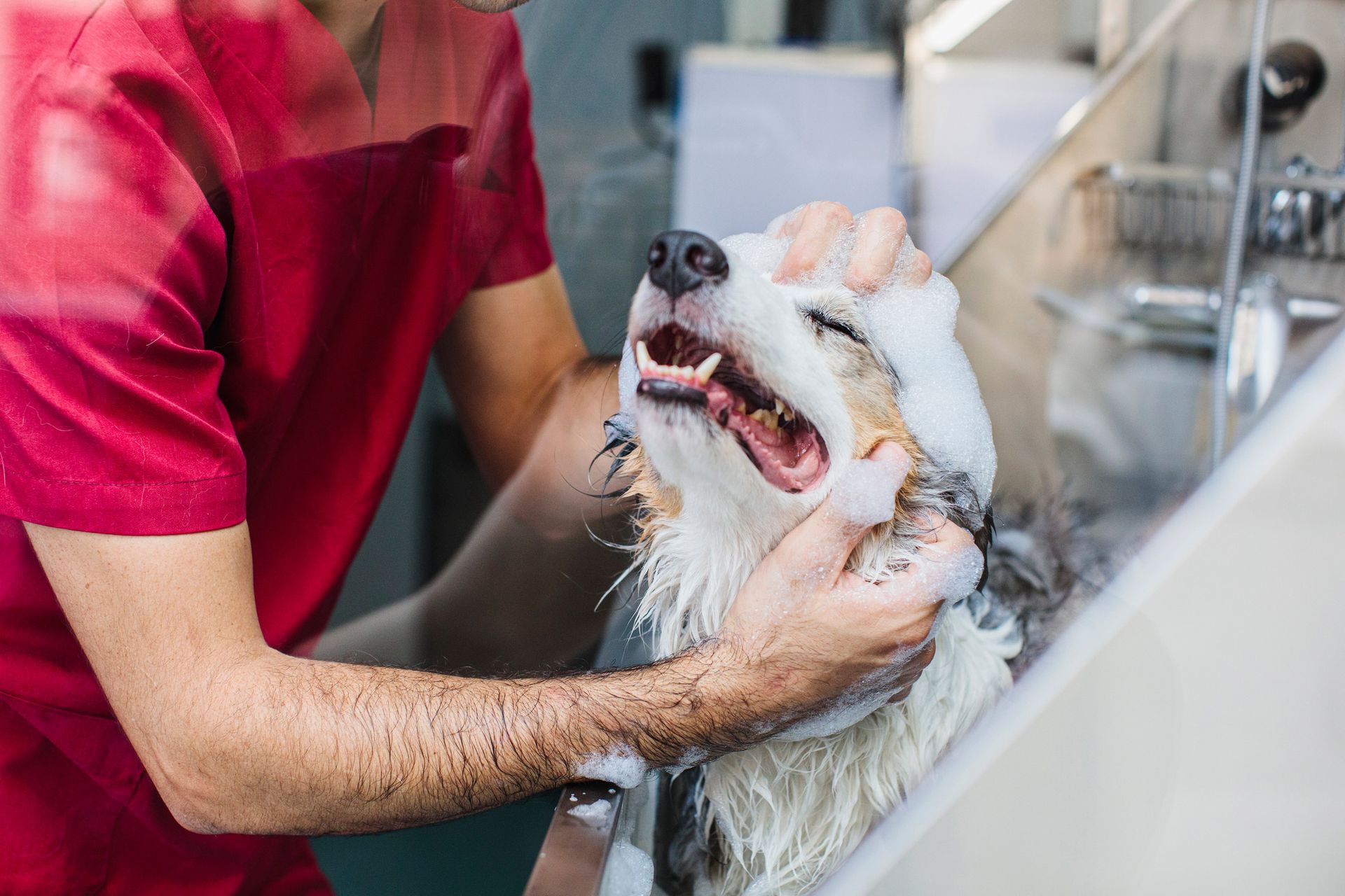 A man is washing a dog in a sink.