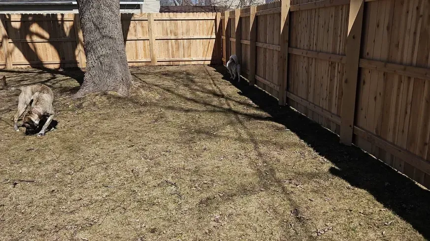 Small dog sitting in a fenced backyard with patchy grass and a large tree trunk