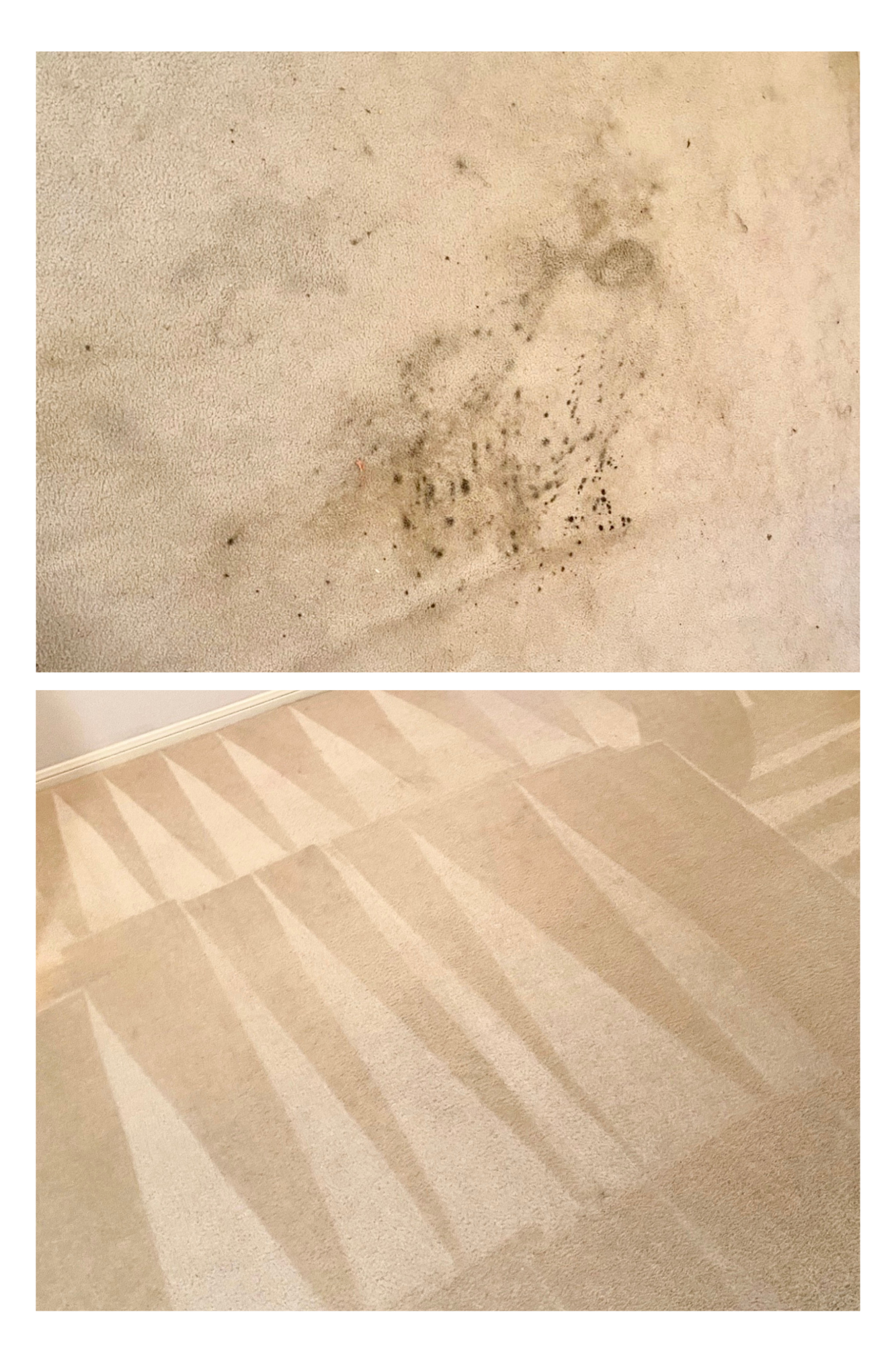 Before-and-after view of beige carpet: the top shows dark stains, and the bottom shows the carpet cleaned with vacuum lines.