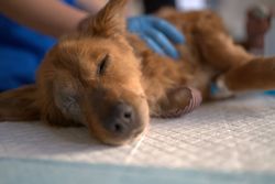Stid Puppy Saved From the Street — Amelia, OH — Withamsville Animal Hospital Stid Puppy Saved From the Street — Amelia, OH — Withamsville Animal Hospital