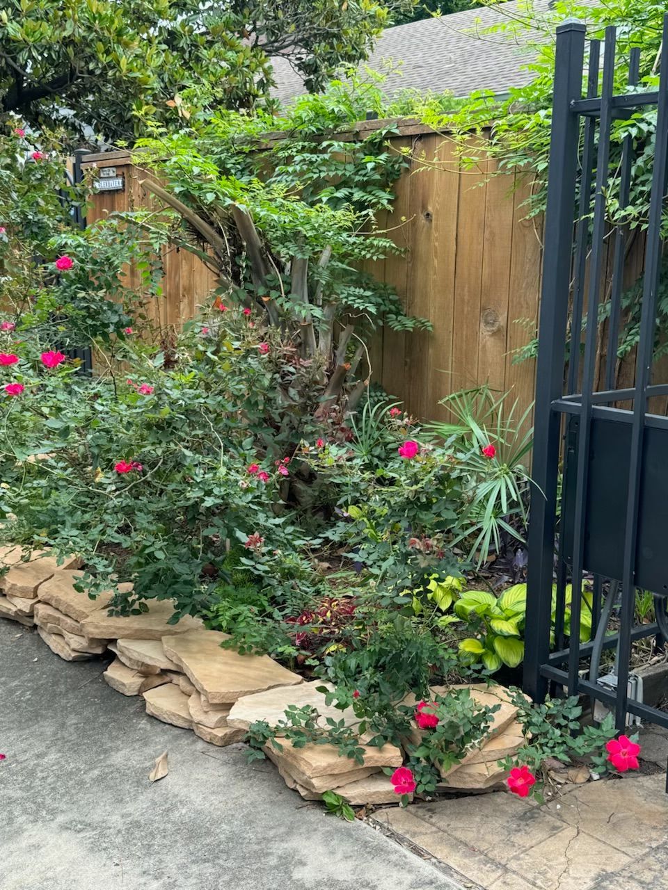 Red roses bloom in a garden bed edged with stone. A wooden fence and black gate are visible.