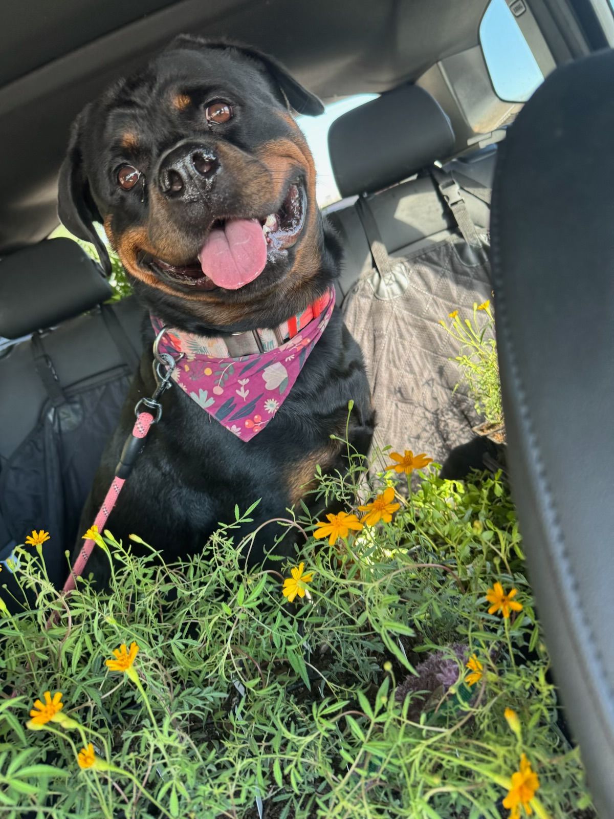 Black and tan Rottweiler with bandana, smiling in car with orange flowers.