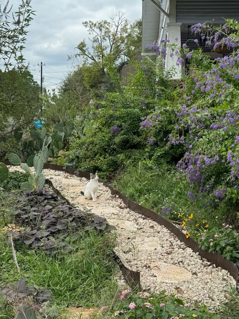 White cat walking on a gravel path through a lush garden.