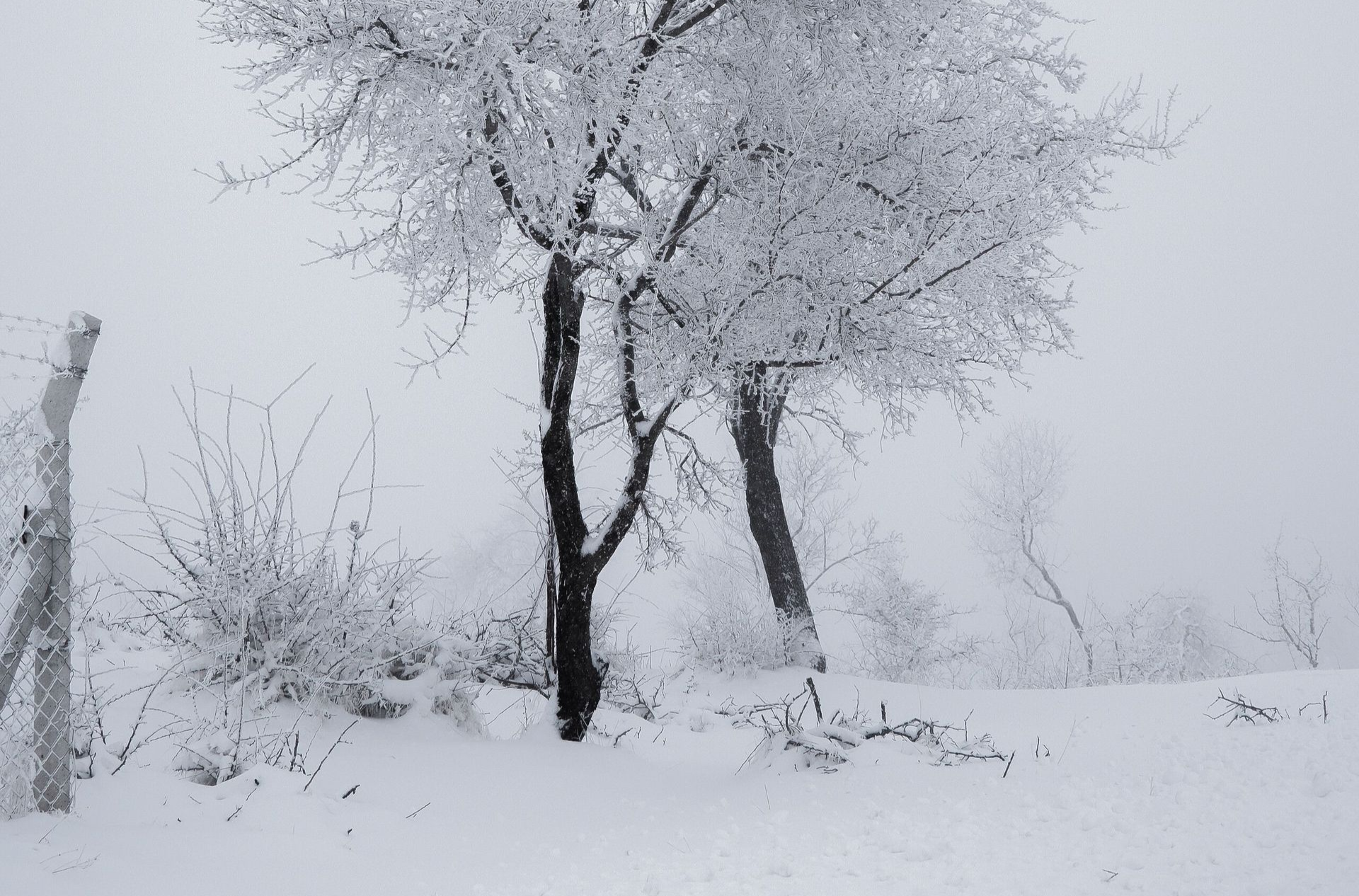 Snow-covered trees in a foggy winter landscape