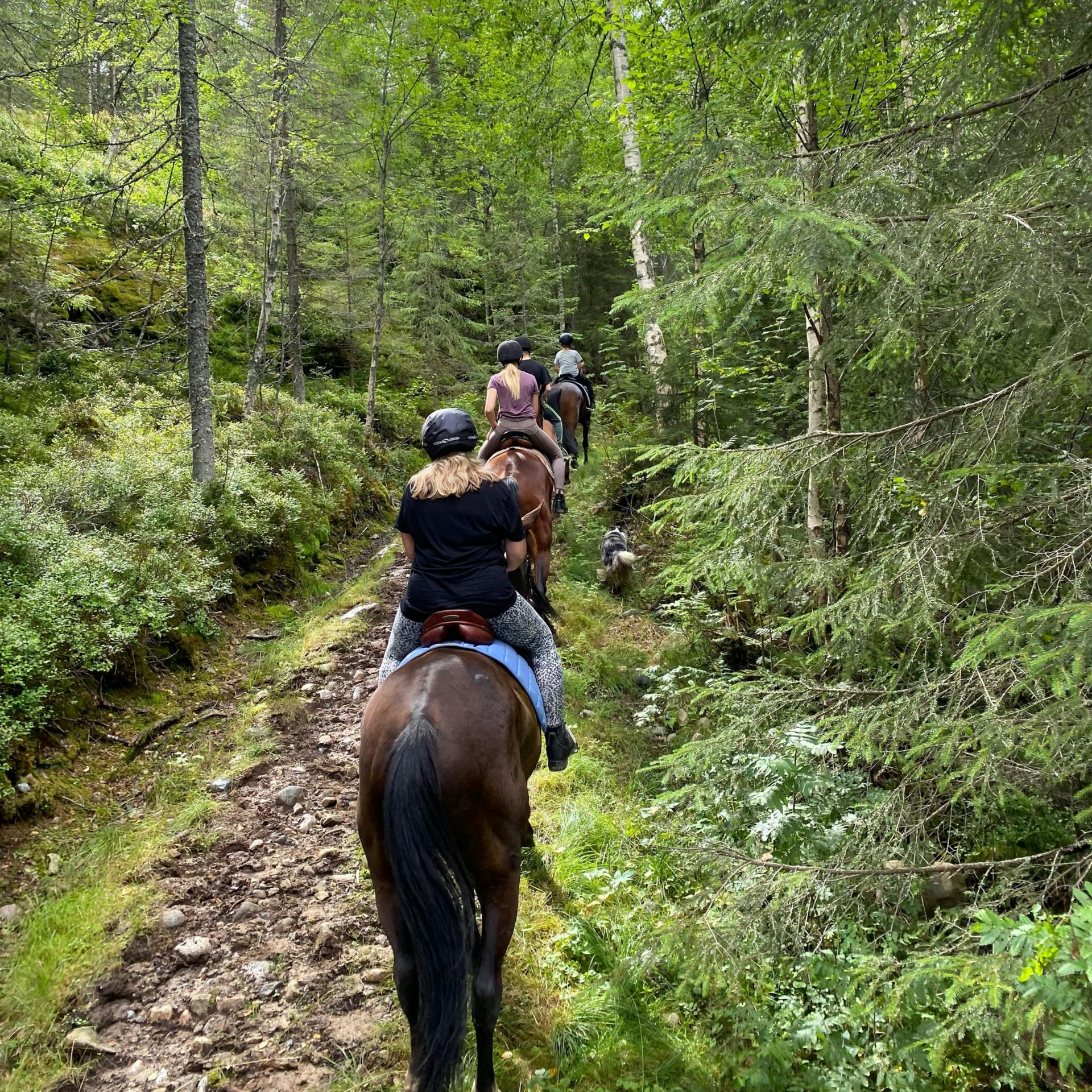 Four riders on horses trail through a narrow forest path surrounded by dense green trees.