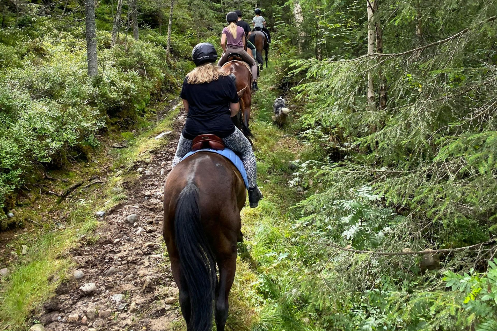 A line of people on horseback rides along a dirt trail through a lush, green forest.