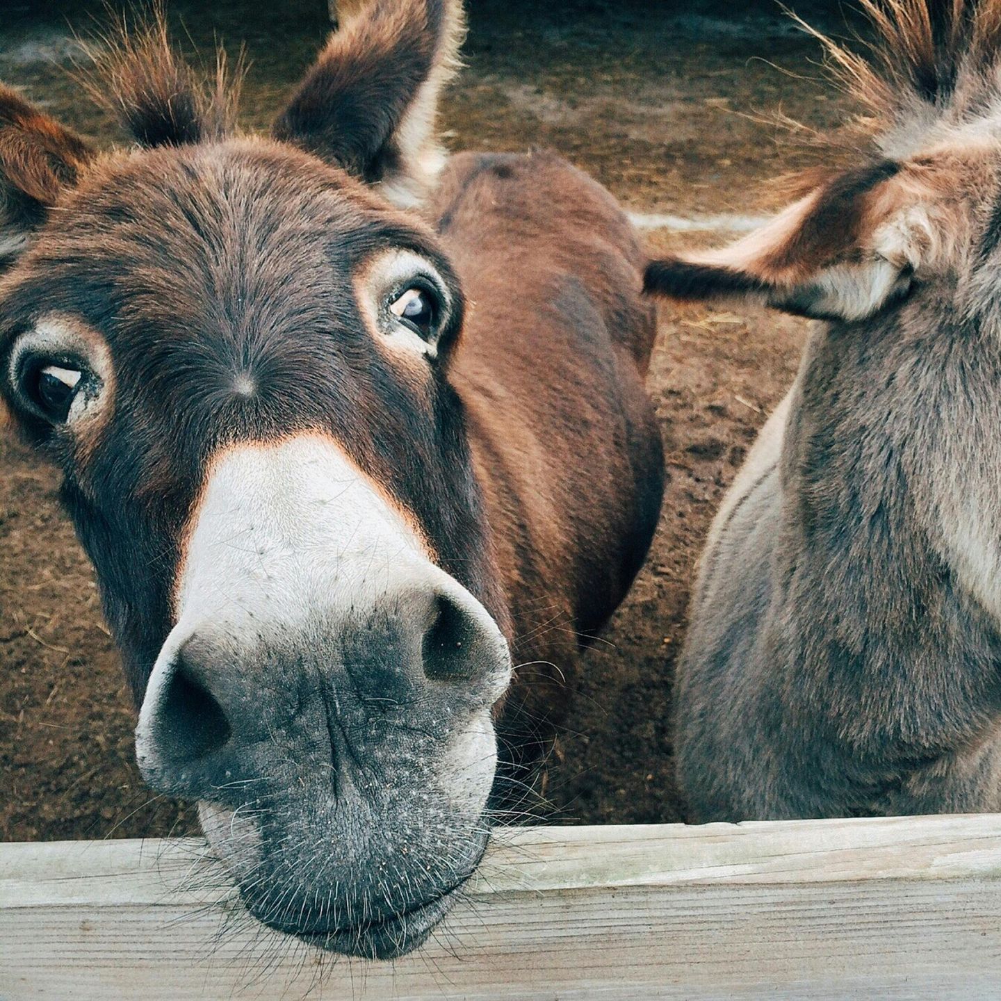 A close-up of two brown donkeys peering over a wooden fence, with one donkey's face prominently in the foreground.