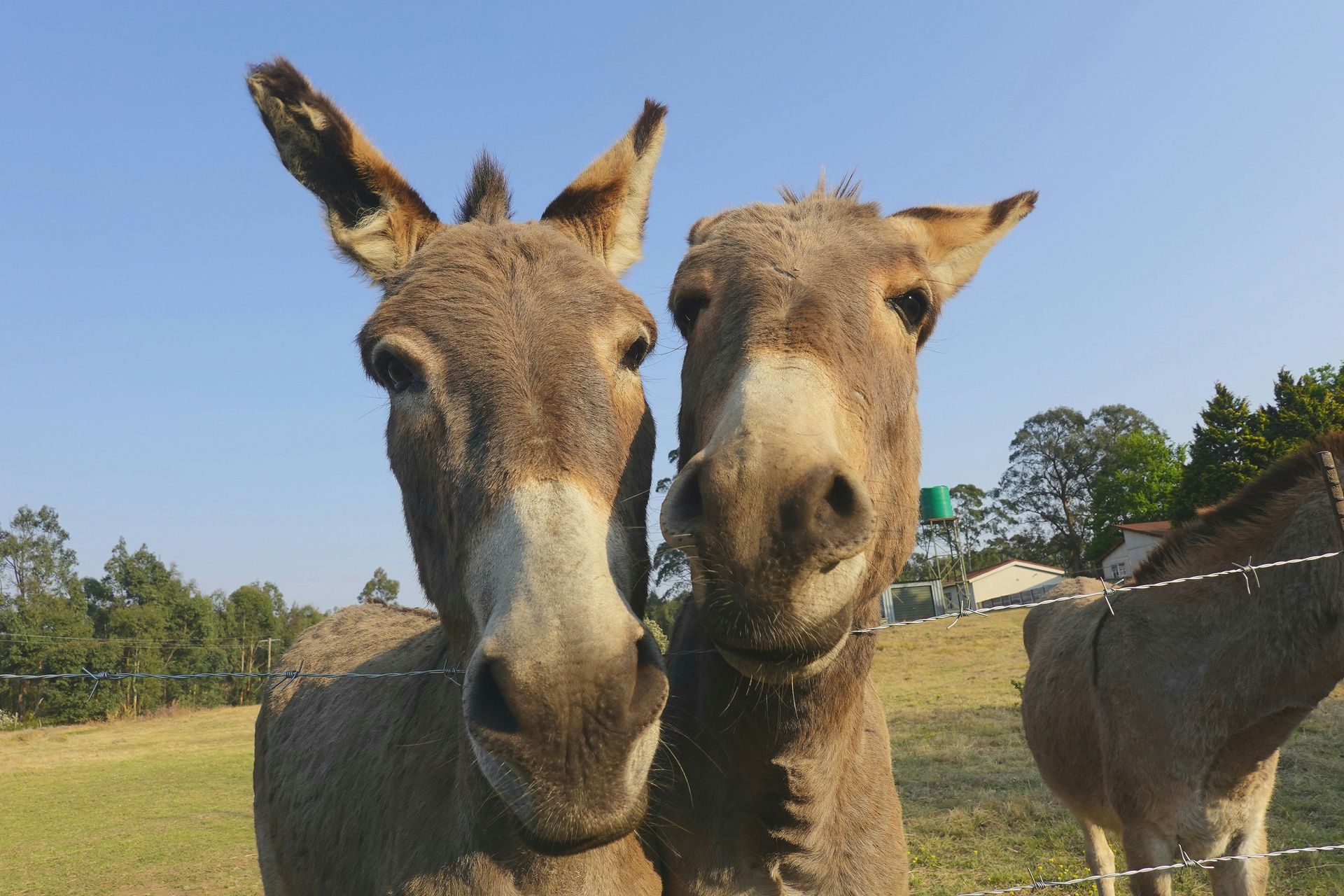 Two brown donkeys standing side-by-side in a sunny, grass-covered field under a clear blue sky.