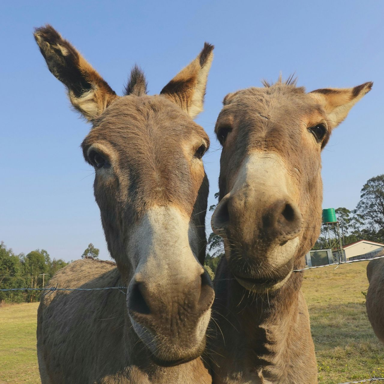 Two donkeys nuzzle close together in a sunny field under a clear blue sky.