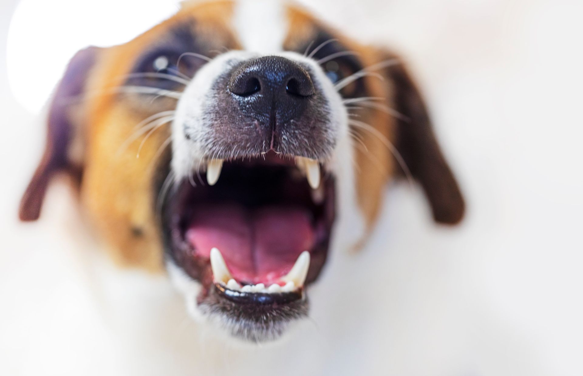 A close-up, front-facing view of a brown and white dog with its mouth open, revealing its teeth and tongue.