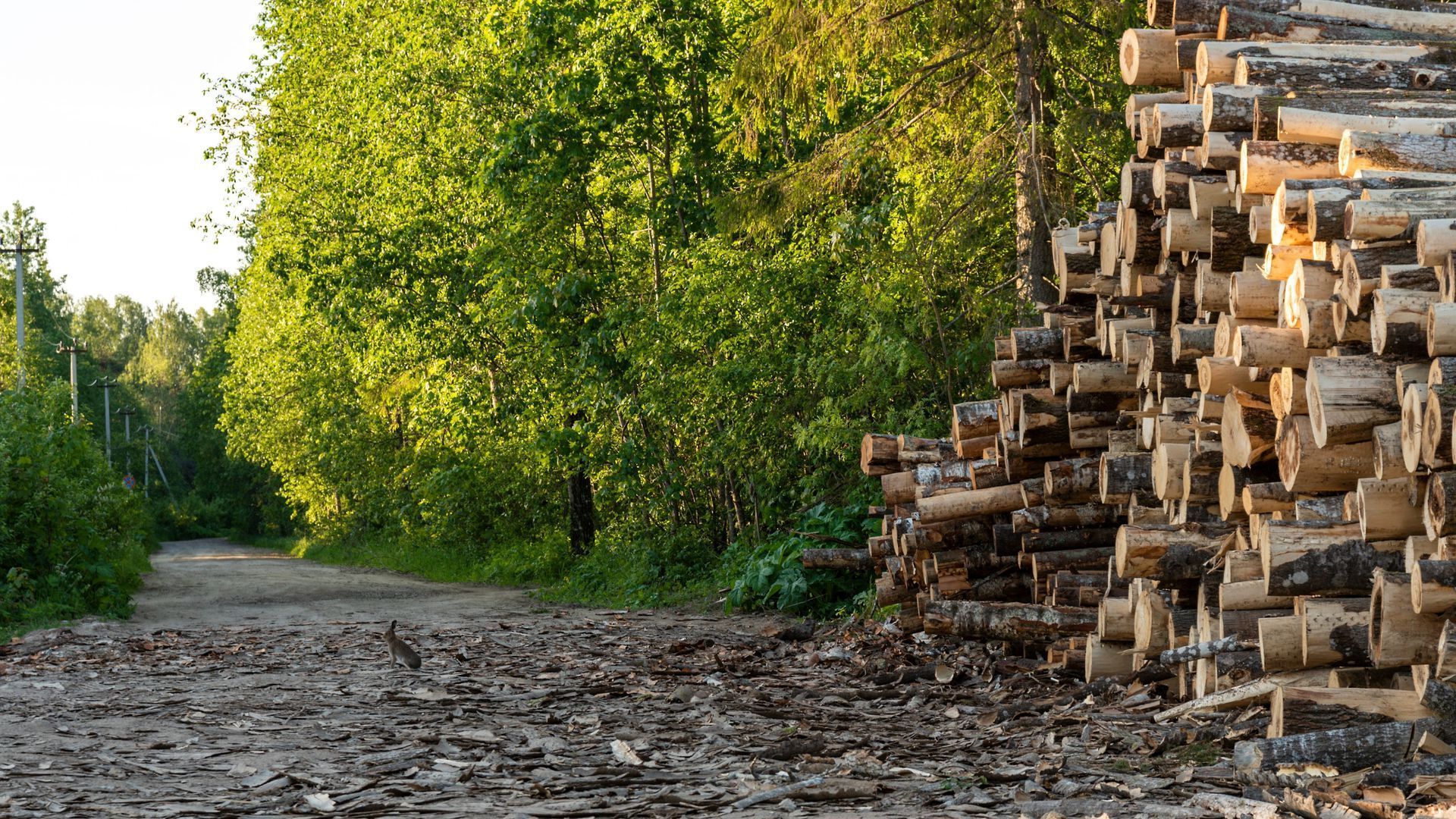 Een stapel boomstammen ligt aan de kant van een onverharde weg in het bos.