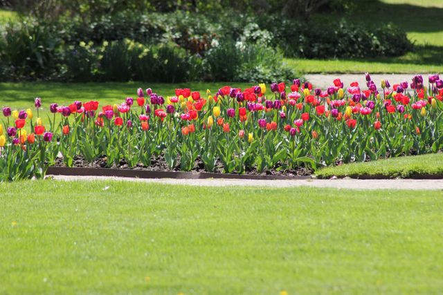 Colorful tulips blooming along a garden bed beside a bright green lawn