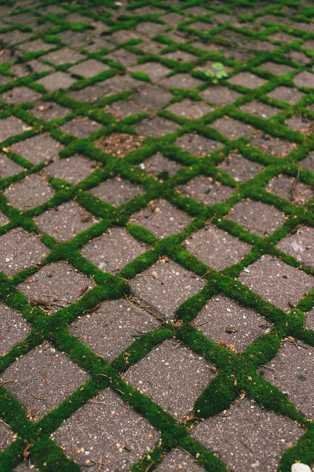 Diagonal cobblestone path with green moss growing between gray and pink paving stones