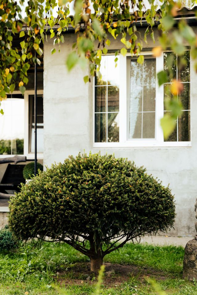Round trimmed shrub in front of a white house with windows and hanging green leaves